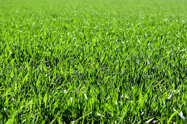 Graszoden als snelle oplossing voor een tuinrenovatie